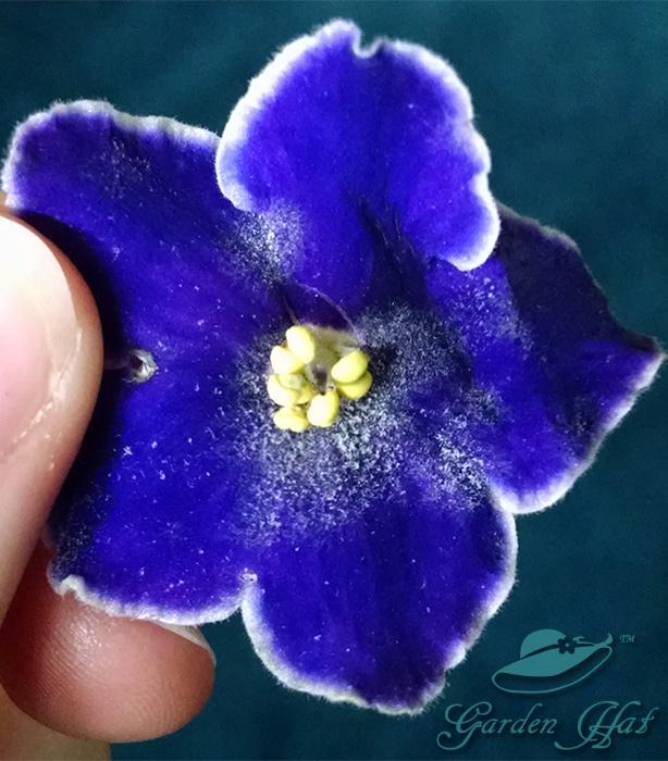 Powdery Mildew in African Violets